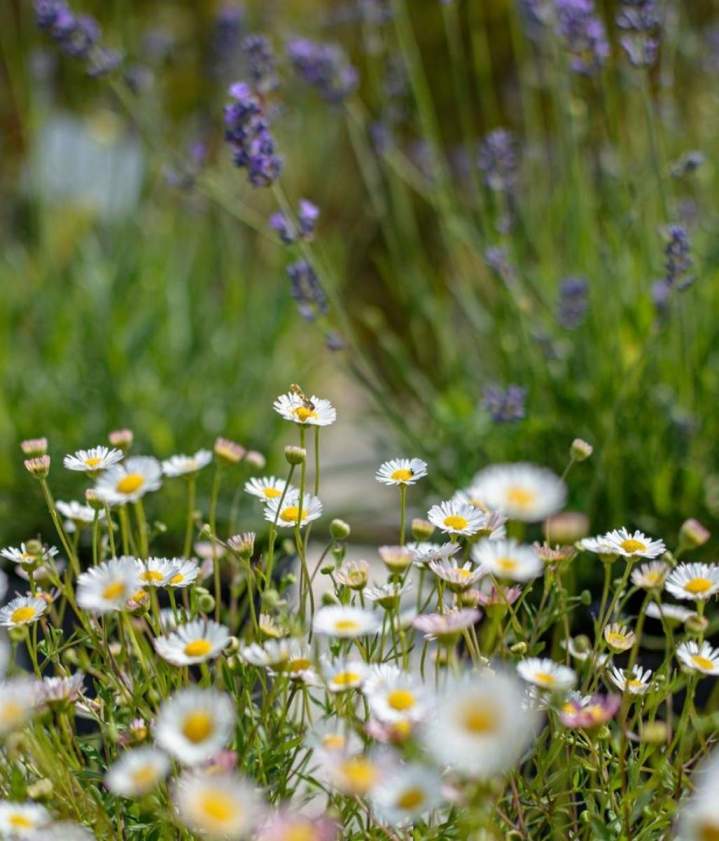Production de plantes Meaux