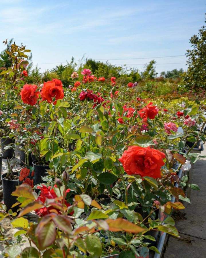 Vente plantes méditerranéennes Meaux