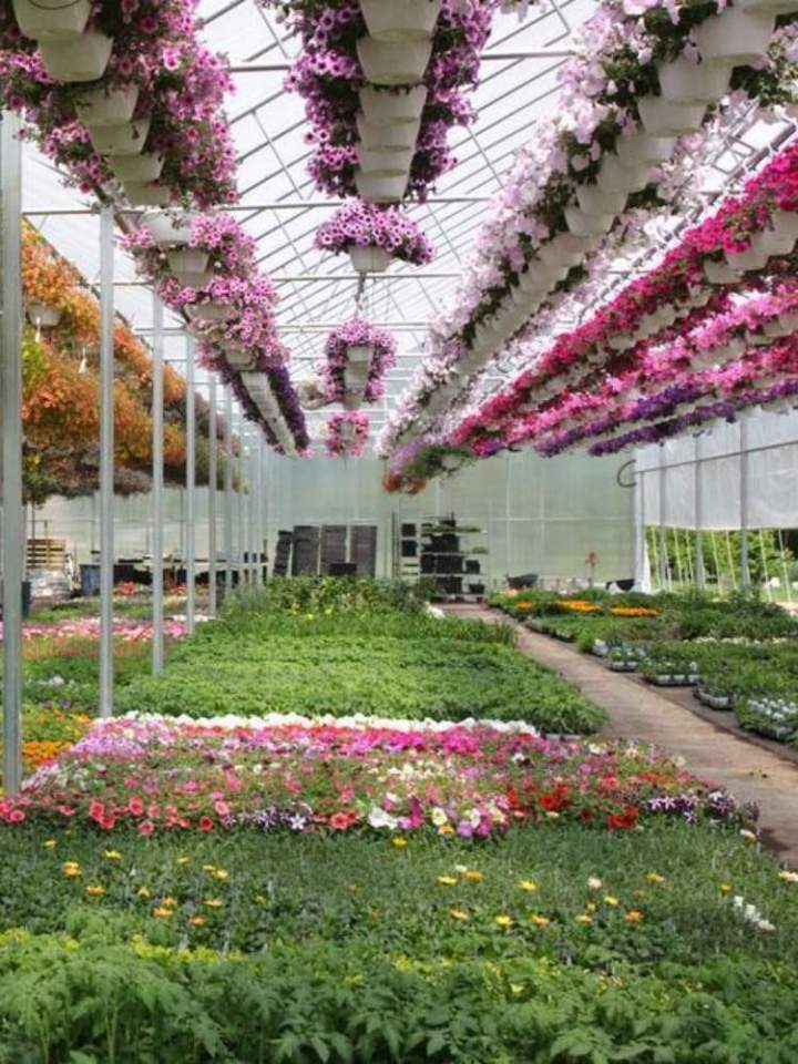Plantes méditerranéennes de qualité Meaux