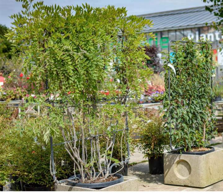Vente d'arbres nains Meaux