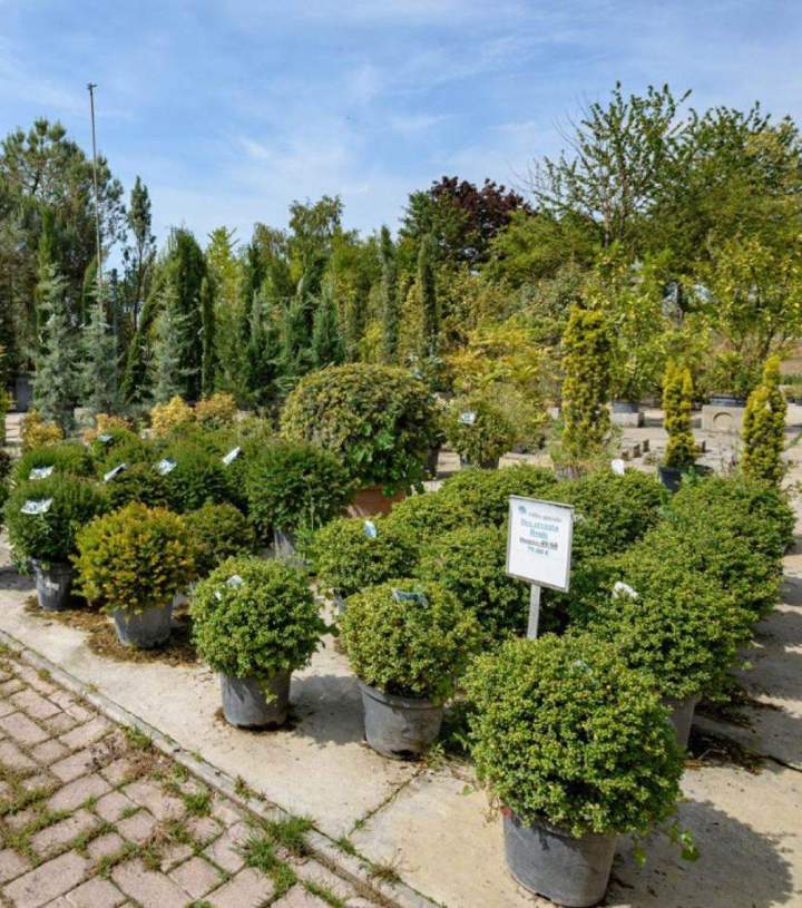Plante de haies de qualité Meaux