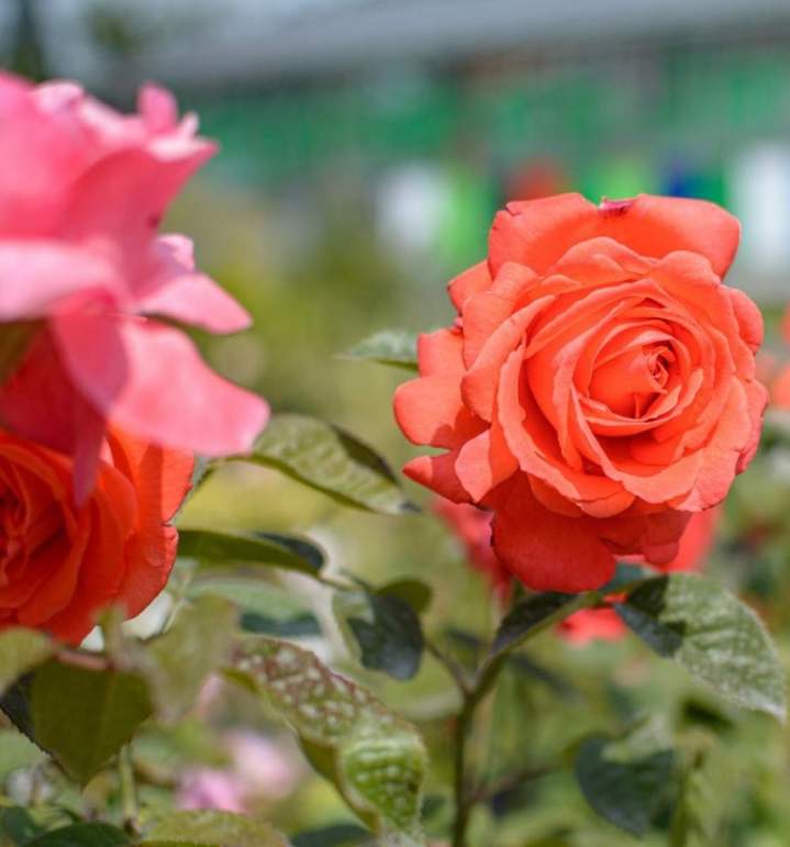 Amé,nagement de jardin sur mesure Meaux