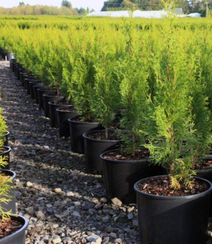 Vente plante de haies Meaux
