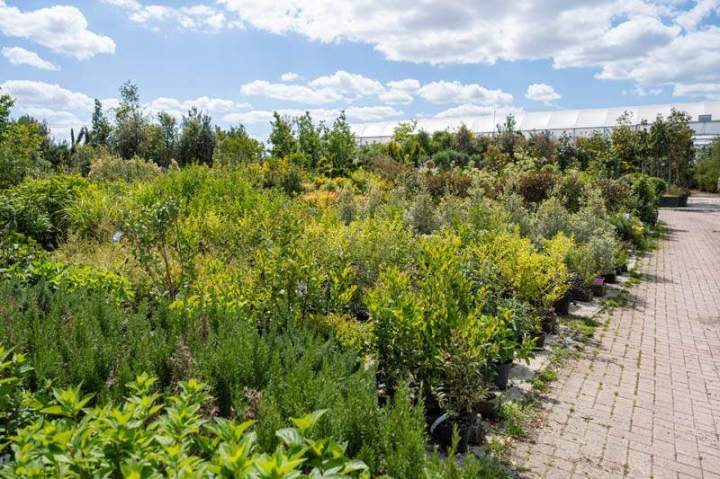 Production de plantes Meaux