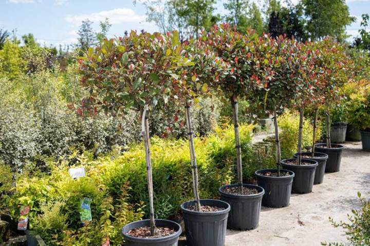 Nous vendons des arbres fruitiers de qualité.