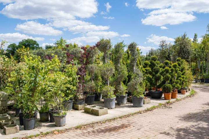 Plante de haies de qualité Meaux