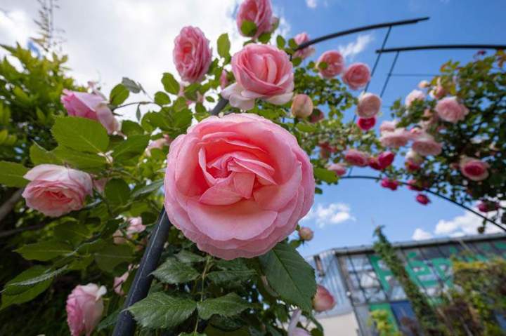 Pépiniéristes expérimentés Meaux