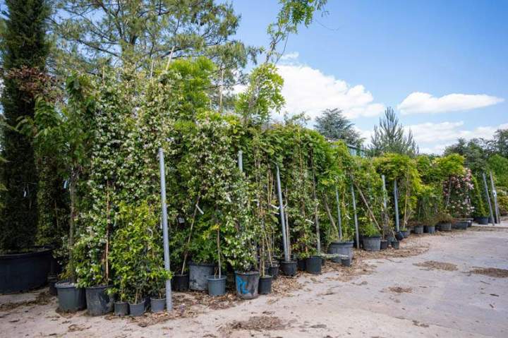 Nous sélectionnons une gamme de plantes pour haie.