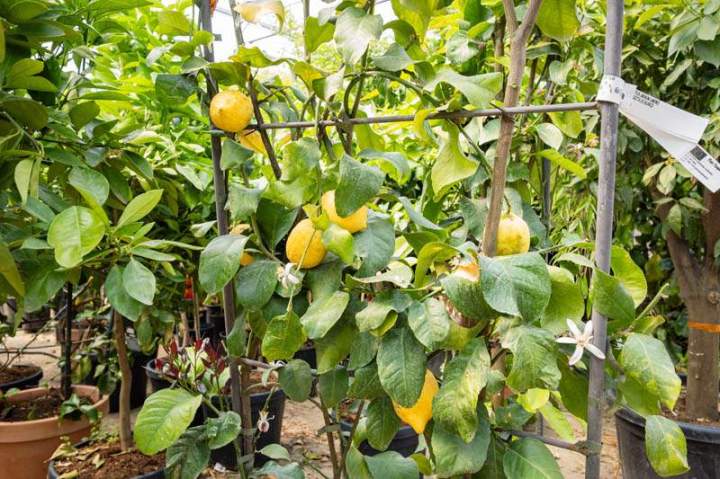 Des arbres fruitiers de qualité Meaux