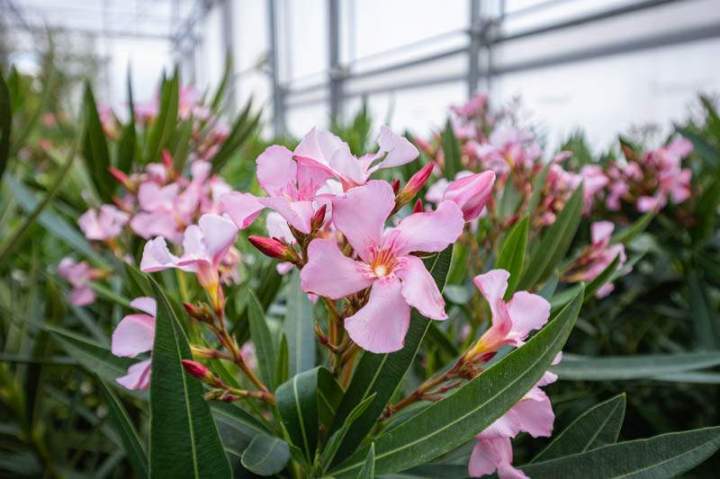 Vente plantes méditerranéennes Meaux