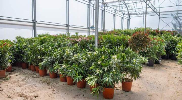 Vente de plantes de haies