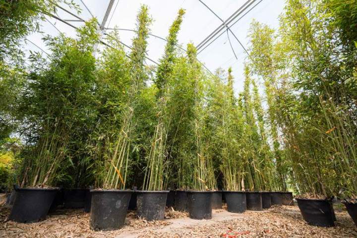 Nous vous fournissons des haies de bambou.