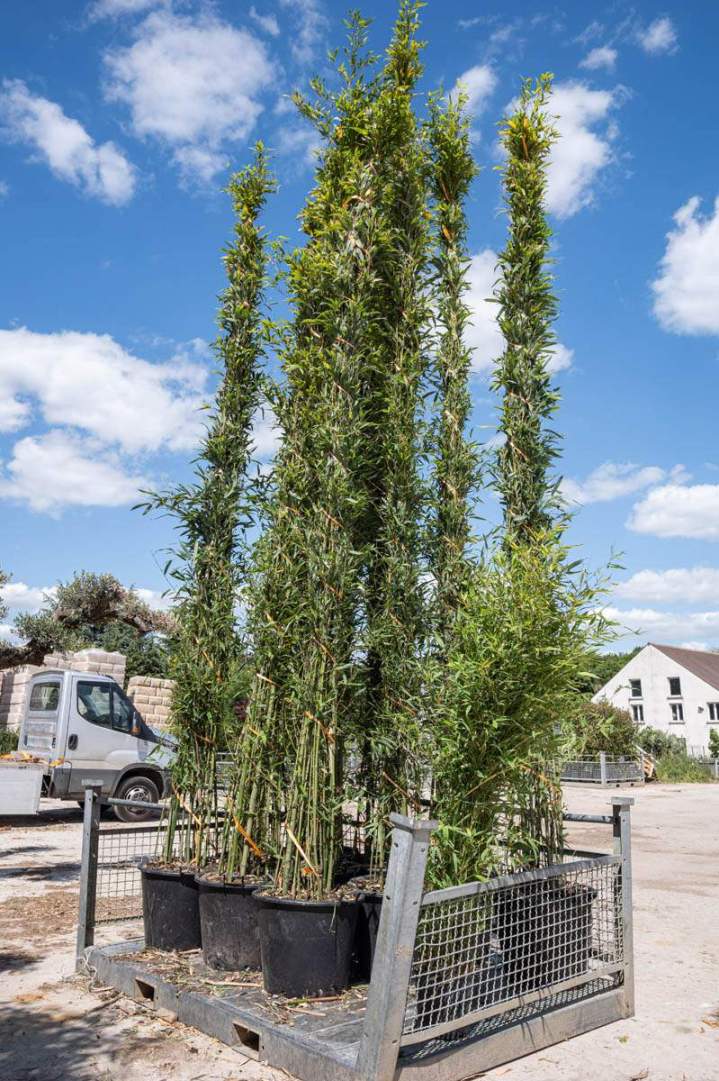 PRODUCTEUR VEGETAUX IDF (61)