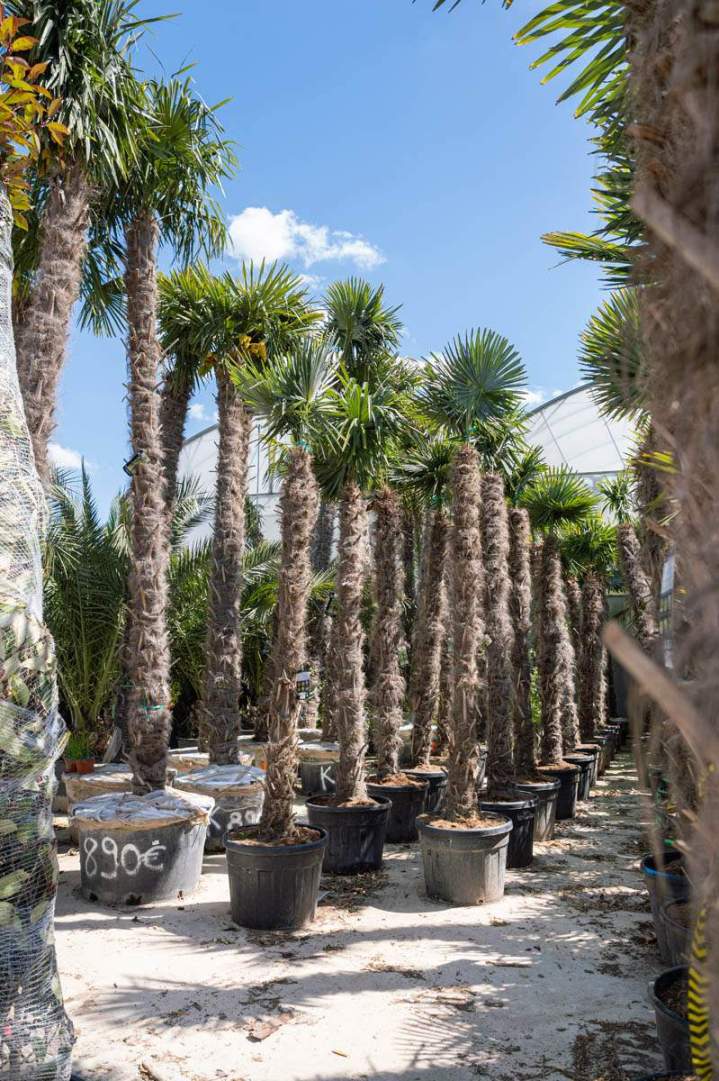 PRODUCTEUR VEGETAUX IDF (71)