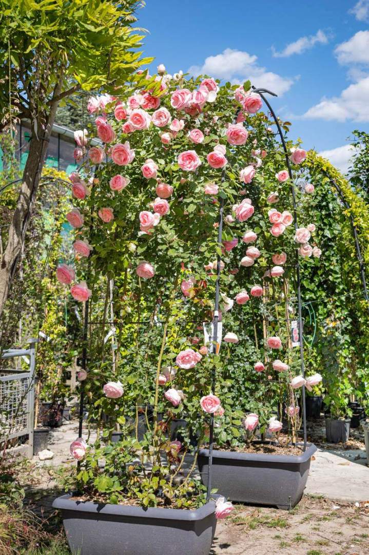 Nous vous conseillons les plantes méditerranéennes adaptées au climat.