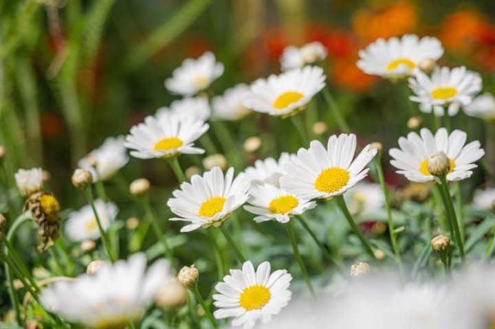 Rosiers Meaux