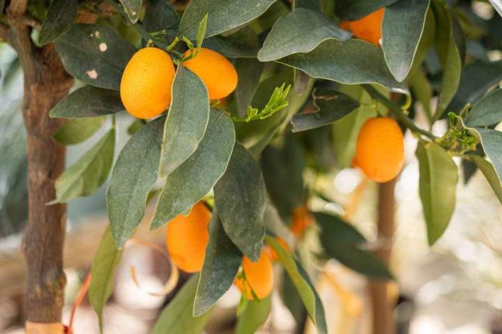 Vente d’arbres fruitiers