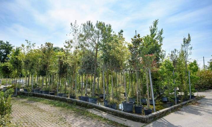 Différents types d'arbres Meaux
