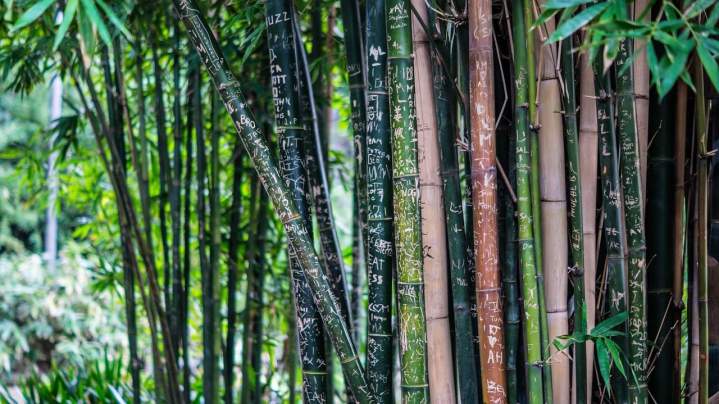 bamboo 142635 1280