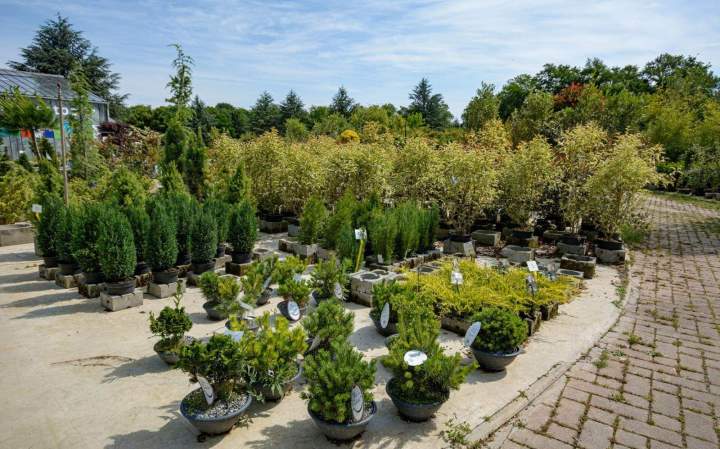Vente de plantes de haies
