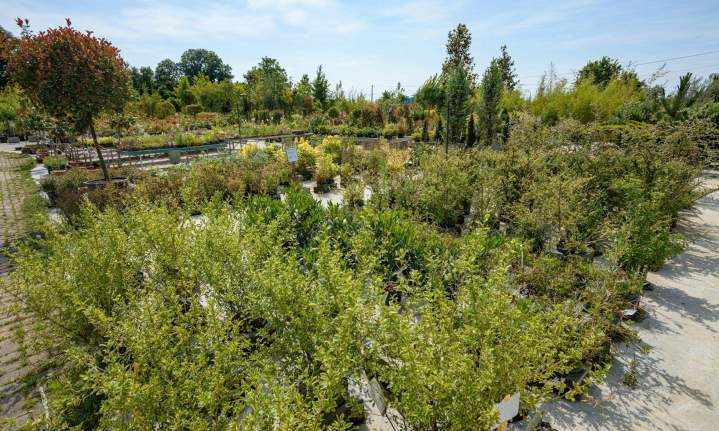 Vente plante de haies, Meudon