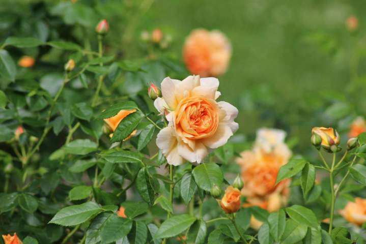 Rosiers Meaux