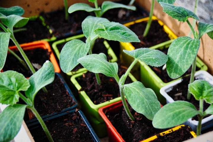 vegetable garden 5104380 1280