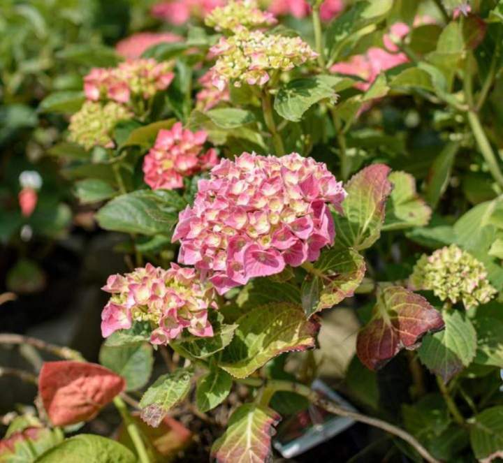 Vente de plantes de terre Meaux